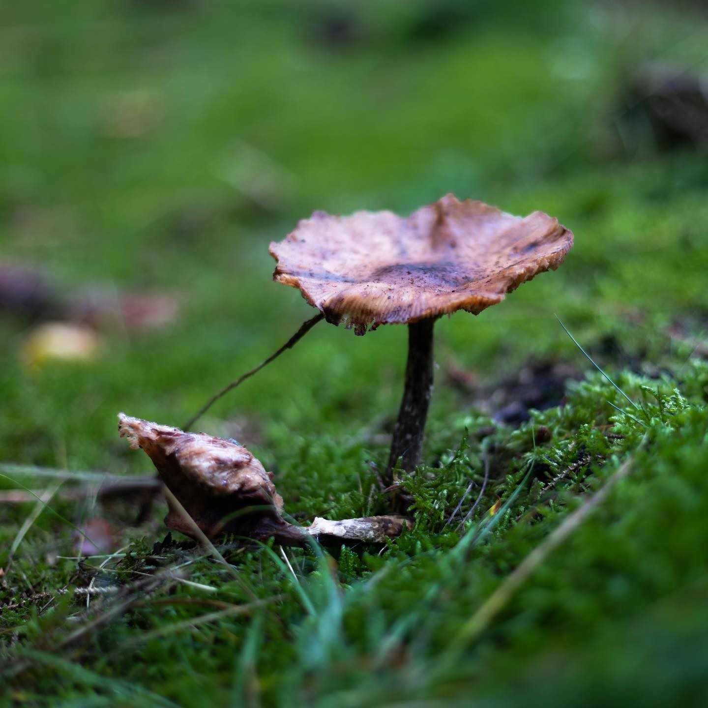 A day in the forrest with the #niftyfiftylens #fungusamungus #autumn #canoneosr6 #eosr6 #canon50mm14
