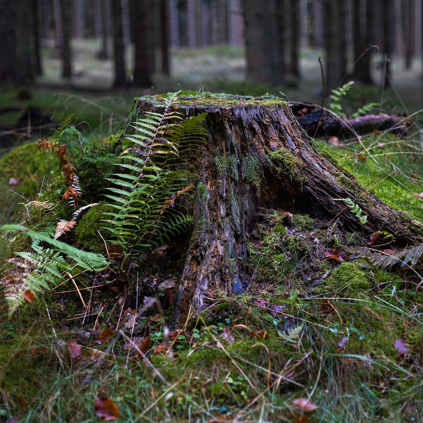 A day in the forrest with the #niftyfiftylens #autumn #canoneosr6 #eosr6 #canon50mm14