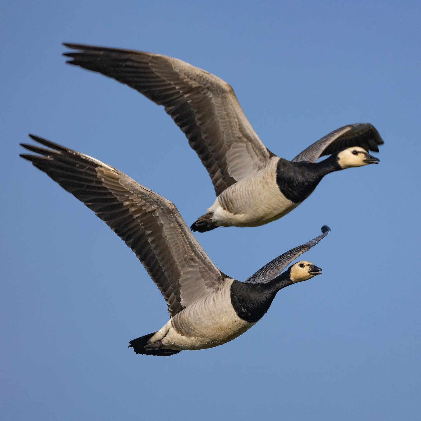 Barnacle geese in close formation. #talktomegoose #neverleaveyourwingman #canoneoesr6 #eosr6 #canon600mmf11 #birdsofinstagram #birdphotography #geeseofinstagram