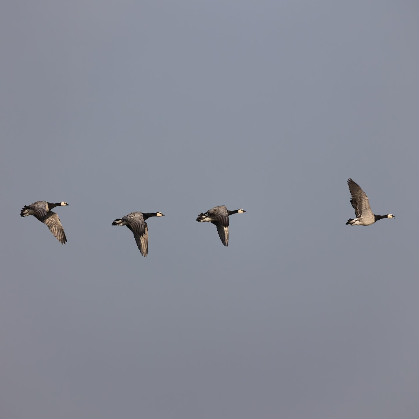 This way, guys. Barnacle geese on the move south. #canoneosr6 #eosr6 #canon600mmf11 #birdsofinstagram #birdphotography #geeseofinstagram