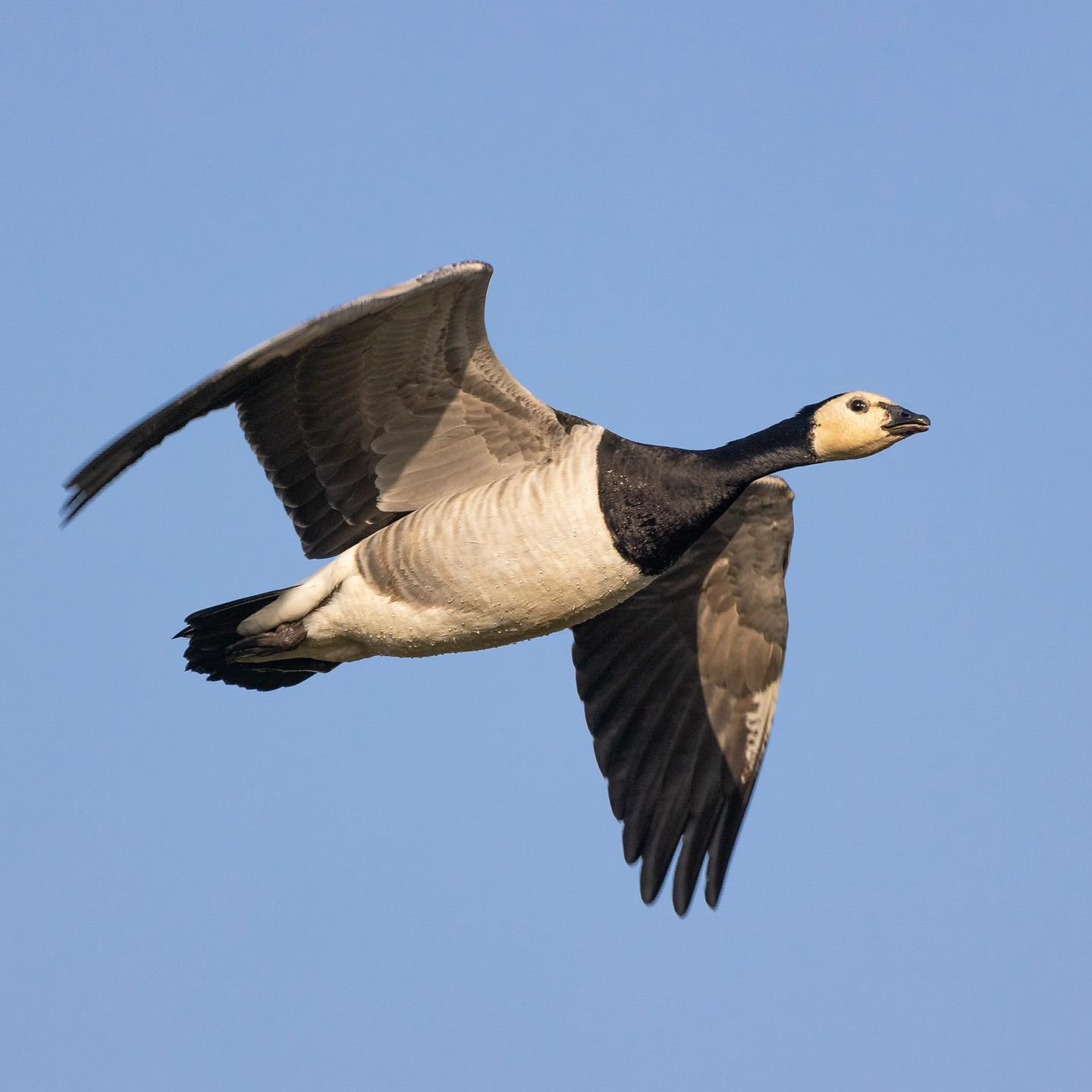 Barnacle goose. #canoneosr6 #eosr6 #canon600mmf11 #birdsofinstagram #birdphotography #geeseofinstagram