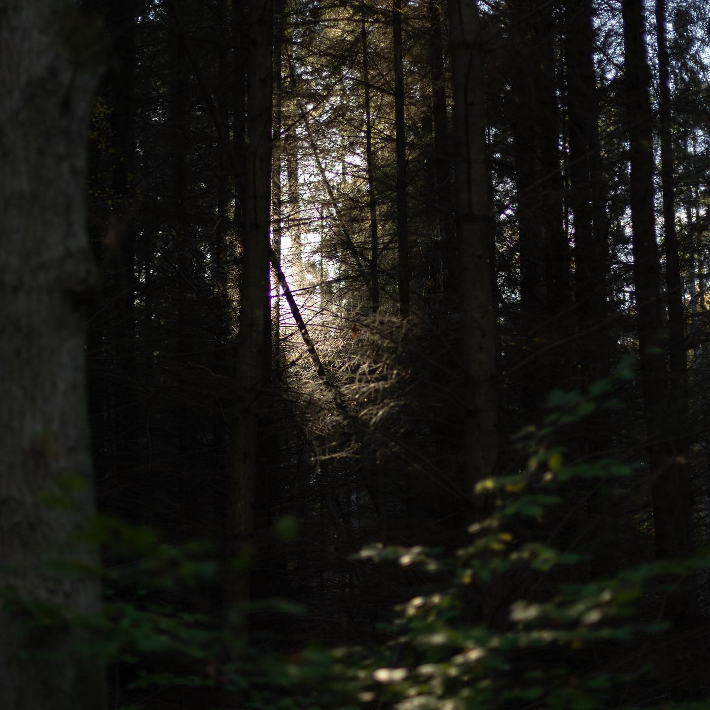 #canoneosr6 #eosr6 #canon50mmf14