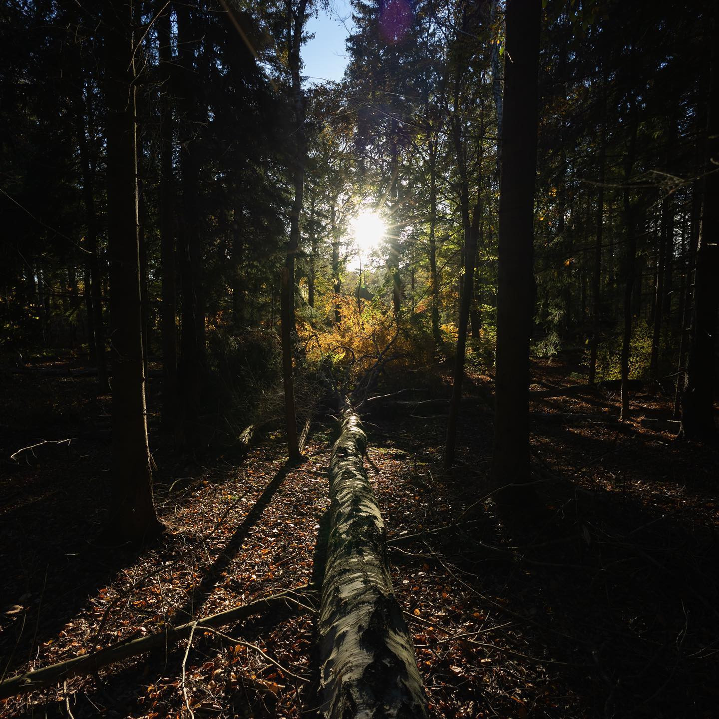 11 km in the forrest with the new 16mm 2.8. #canoneosr6 #eosr6 #canon16mmf28