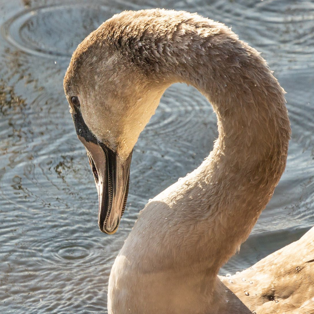 #swan #canoneosr6 #eosr6 #canon600mmf11 #birdsofinstagram #birdphotography