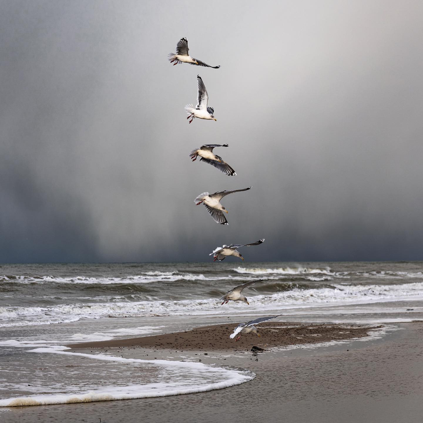Seagull going for a snack. 7 shots at 1/1600. #canoneosr6 #eosr6 #sigma24105art #photoshopedit #seagull #birdsofinstagram #birdphotography