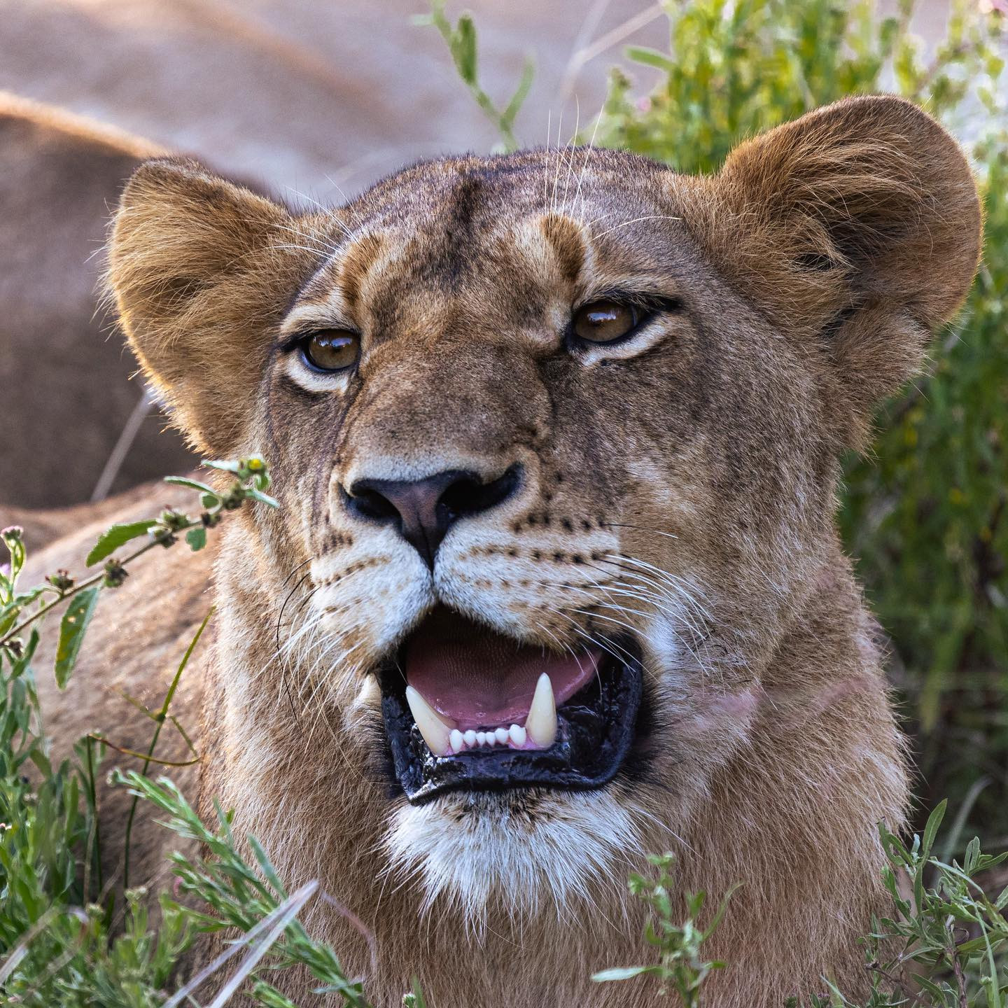 #latergram from an amazing trip. Danish winter makes me miss the dry heat of SA. @chris_bates_safaris #lionsofafrica #canoneosr6 #eosr6 #canon600mmf11