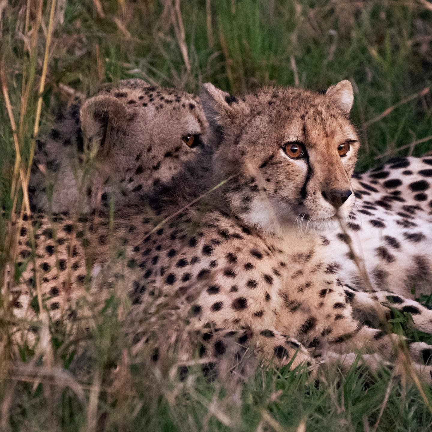 #latergram from an amazing trip. Danish winter makes me miss the dry heat of SA. @chris_bates_safaris #cheetahsofafrica #canoneosr6 #eosr6 #canon600mmf11