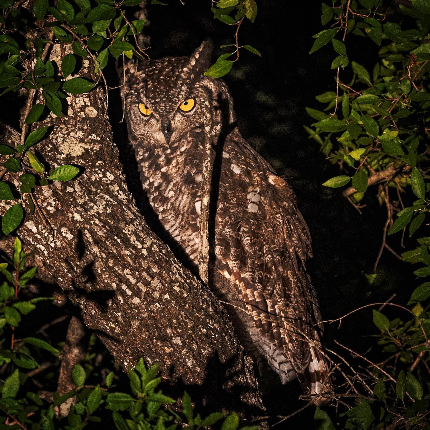 #latergram from an amazing trip. Danish winter makes me miss the dry heat of SA. @chris_bates_safaris #owlsofinstagram #canoneosr6 #eosr6 #canon600mmf11 #birdsofinstagram #birdphotography