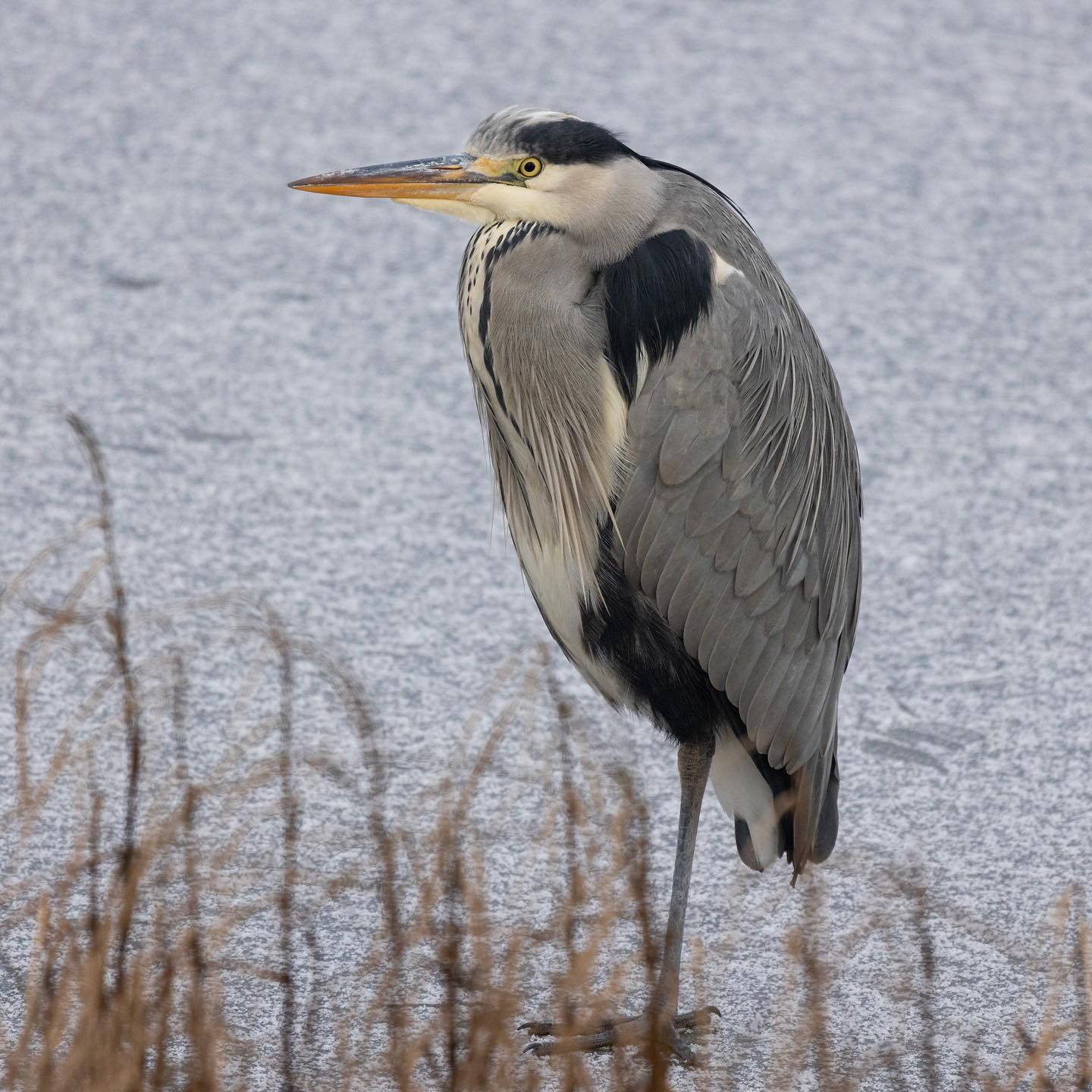 Cold heron #canoneosr6 #eosr6 #canon600mmf11 #heronsofinstagram #birdsofinstagram #birdphotography