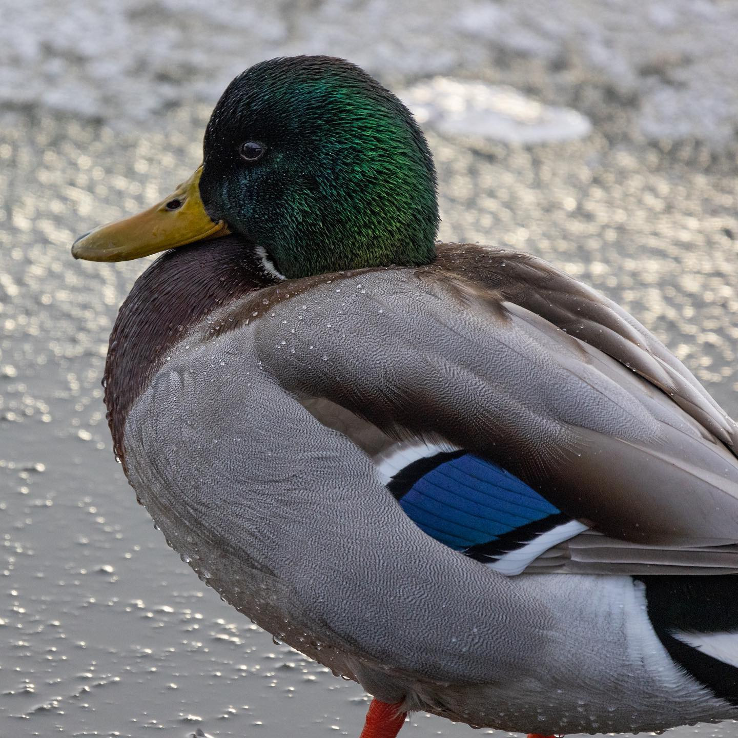 #ducksofinstagram #canoneosr6 #eosr6 #canon600mmf11 #birdsofinstagram #birdphotography