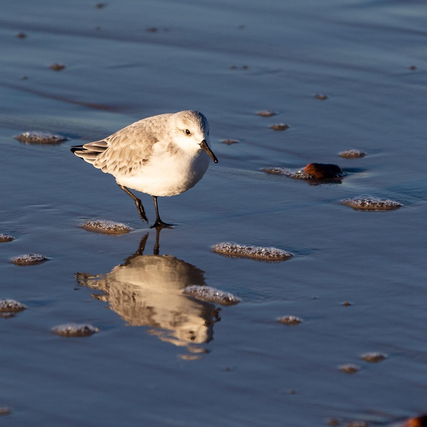 #canoneosr6 #eosr6 #canon70300mm #northsea #sanderling #birdsofinstagram #birdphotography