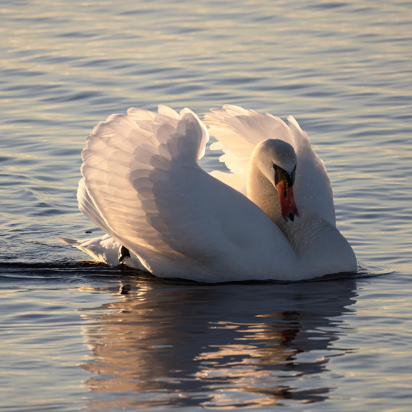 #canoneosr6 #eosr6 #canon600mmf11 #swansofinstagram #birdsofinstagram #birdphotography