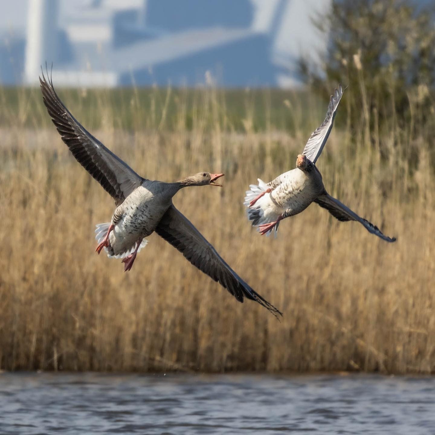 It takes a lot more than just fancy flying. #geeseofinstagram #canoneosr6 #eosr6 #canon600mmf11 #birdsofinstagram #birdphotography