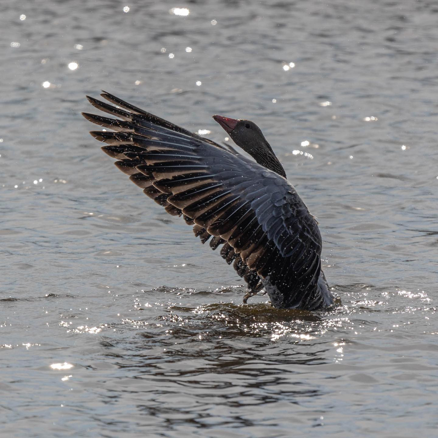 #canoneosr6 #eosr6 #canon600mmf11 #birdsofinstagram #birdphotography