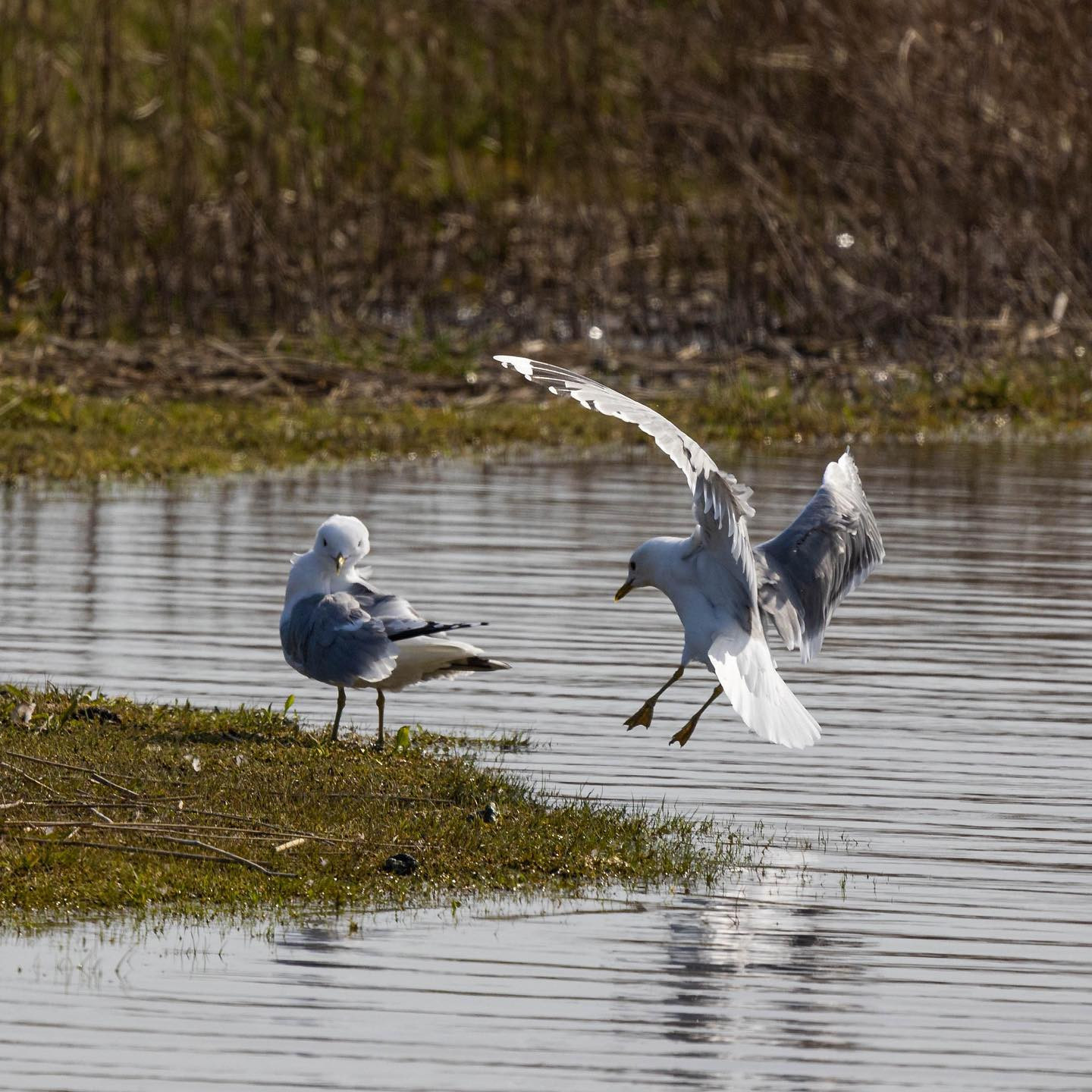 Don’t mind me. #canoneosr6 #eosr6 #canon600mmf11 #birdsofinstagram #birdphotography