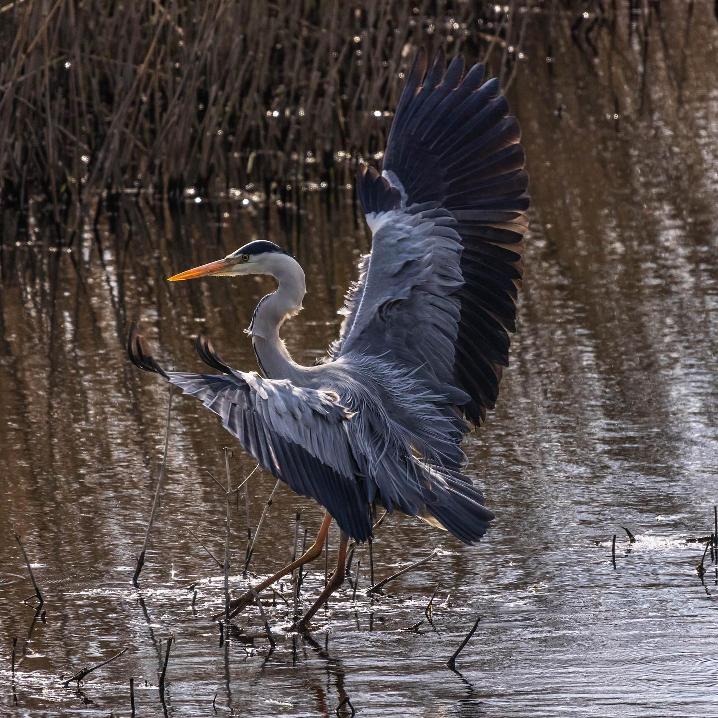 #canoneosr6 #eosr6 #canon600mmf11 #heronsofinstagram #heronsofinstagram #birdsofinstagram #birdphotography