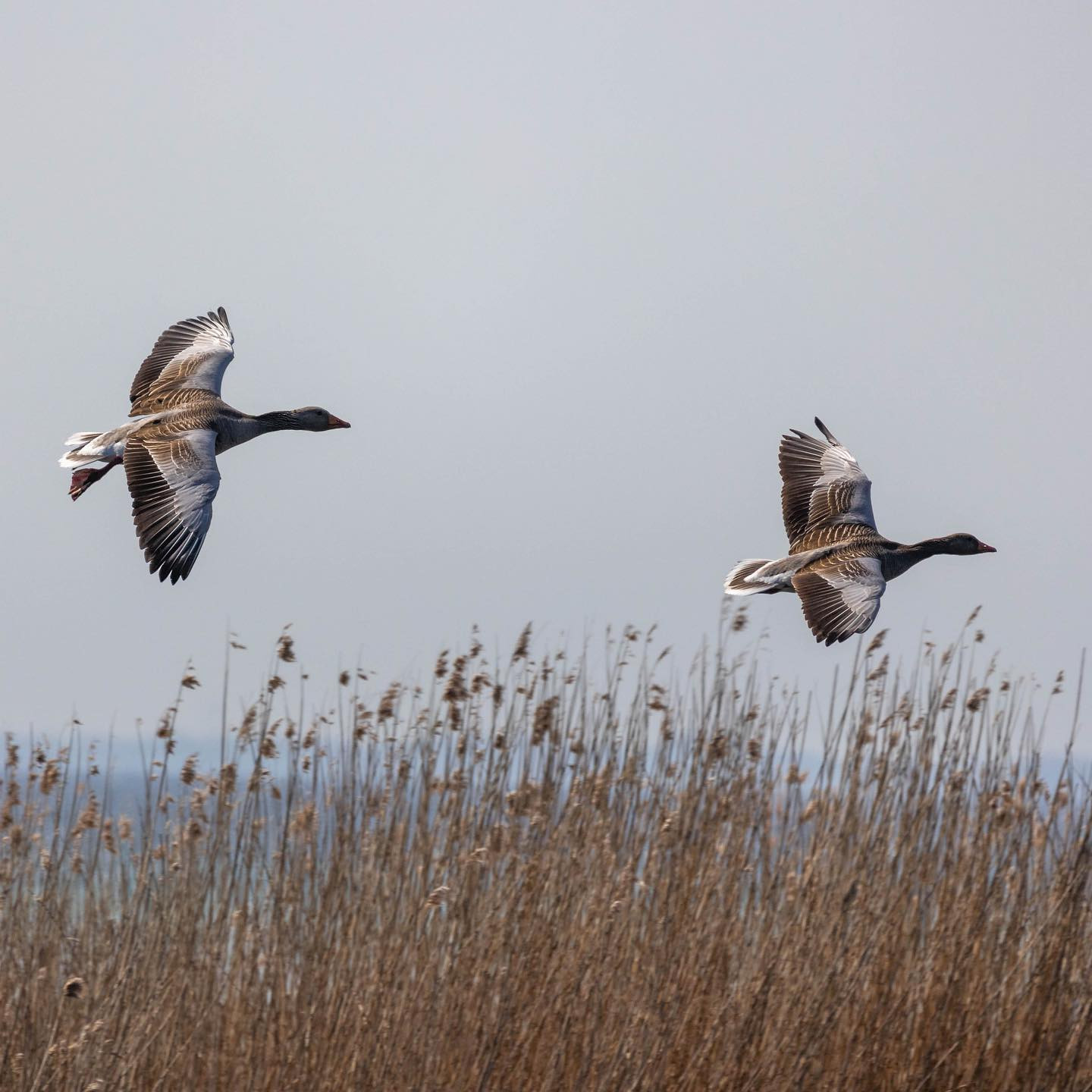 “We weren’t below the hard deck for more than a few seconds.” #canoneosr6 #eosr6 #canon600mmf11 #geeseofinstagram #birdsofinstagram #birdphotography