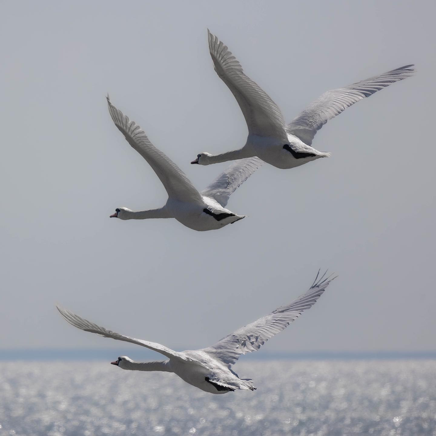 #canoneosr6 #eosr6 #canon600mmf11 #swansofinstagram #birdsofinstagram #birdphotography