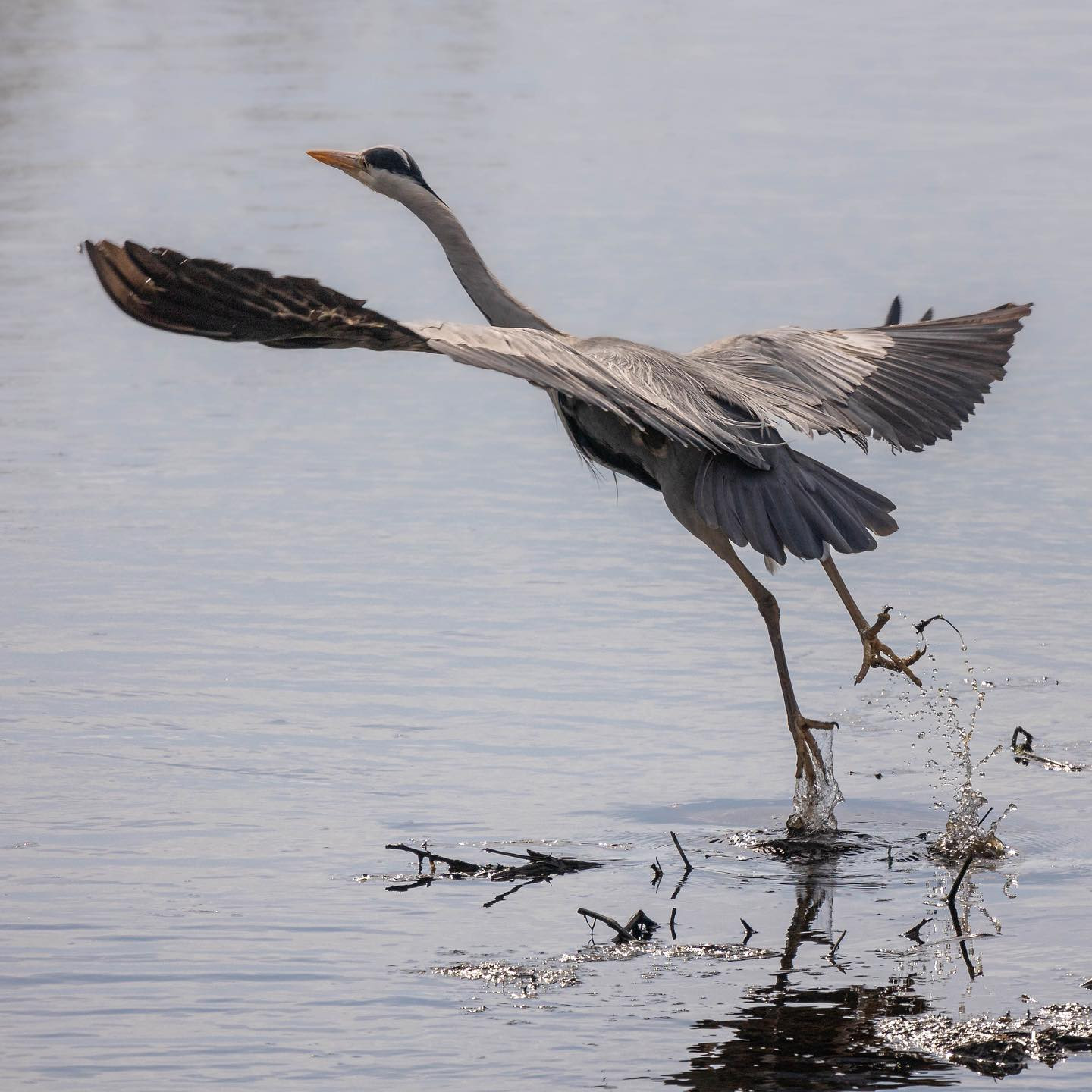 An I’m-gettin’-out-of-heron. #canoneosr6 #eosr6 #canon600mmf11 #heronsofinstagram #birdsofinstagram #birdphotography