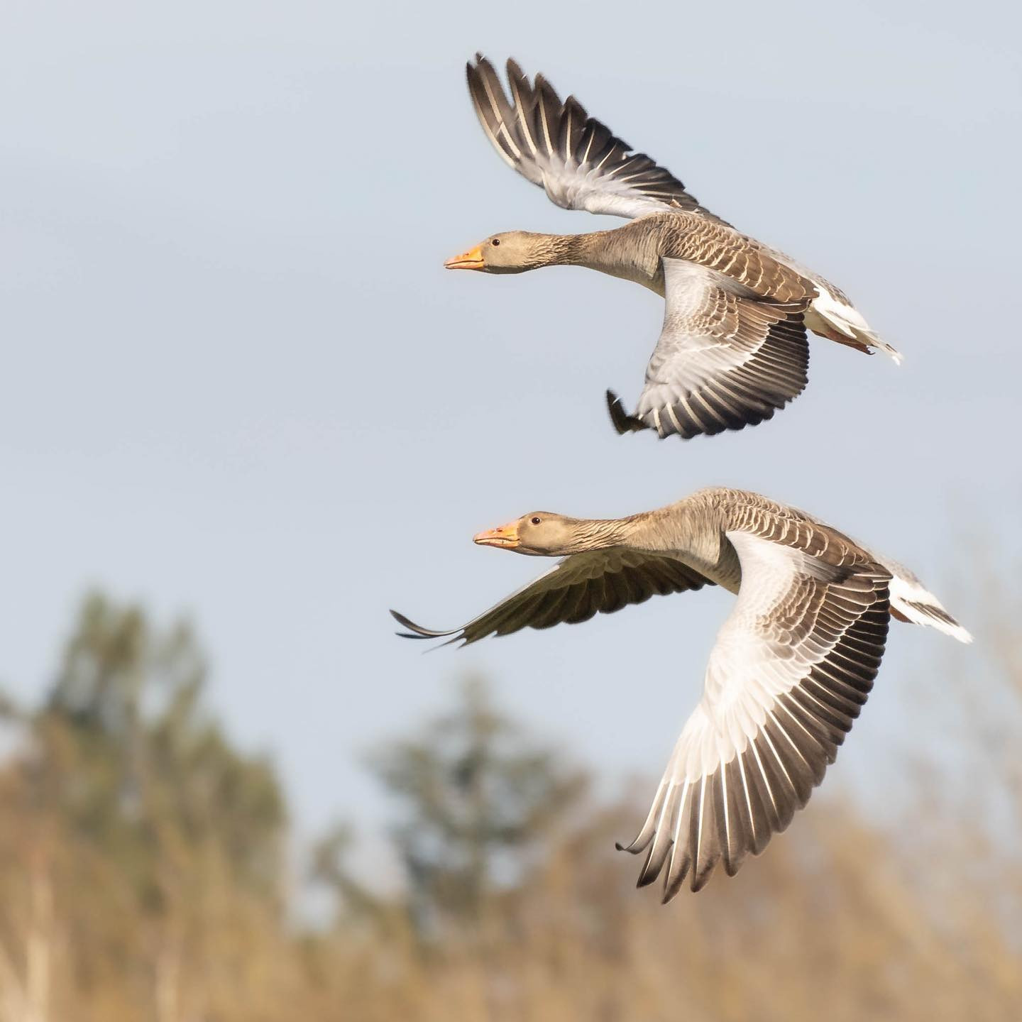 Never leave your wingman. #canoneosr6 #eosr6 #canon600mmf11 #geeseofinstagram #birdsofinstagram #birdphotography