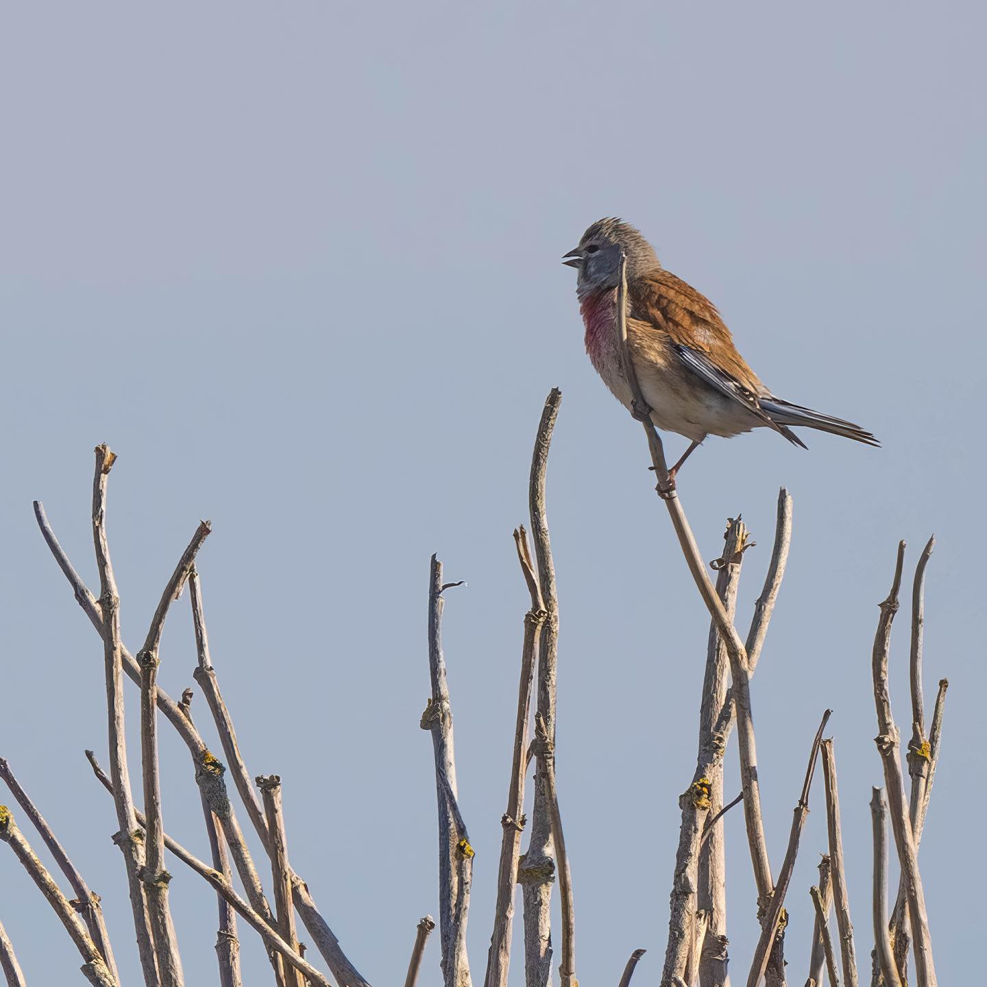 Common Linnet (tornirisk). #canoneosr6 #eosr6 #canon600mmf11 #linnetsofinstagram #birdsofinstagram #birdphotography