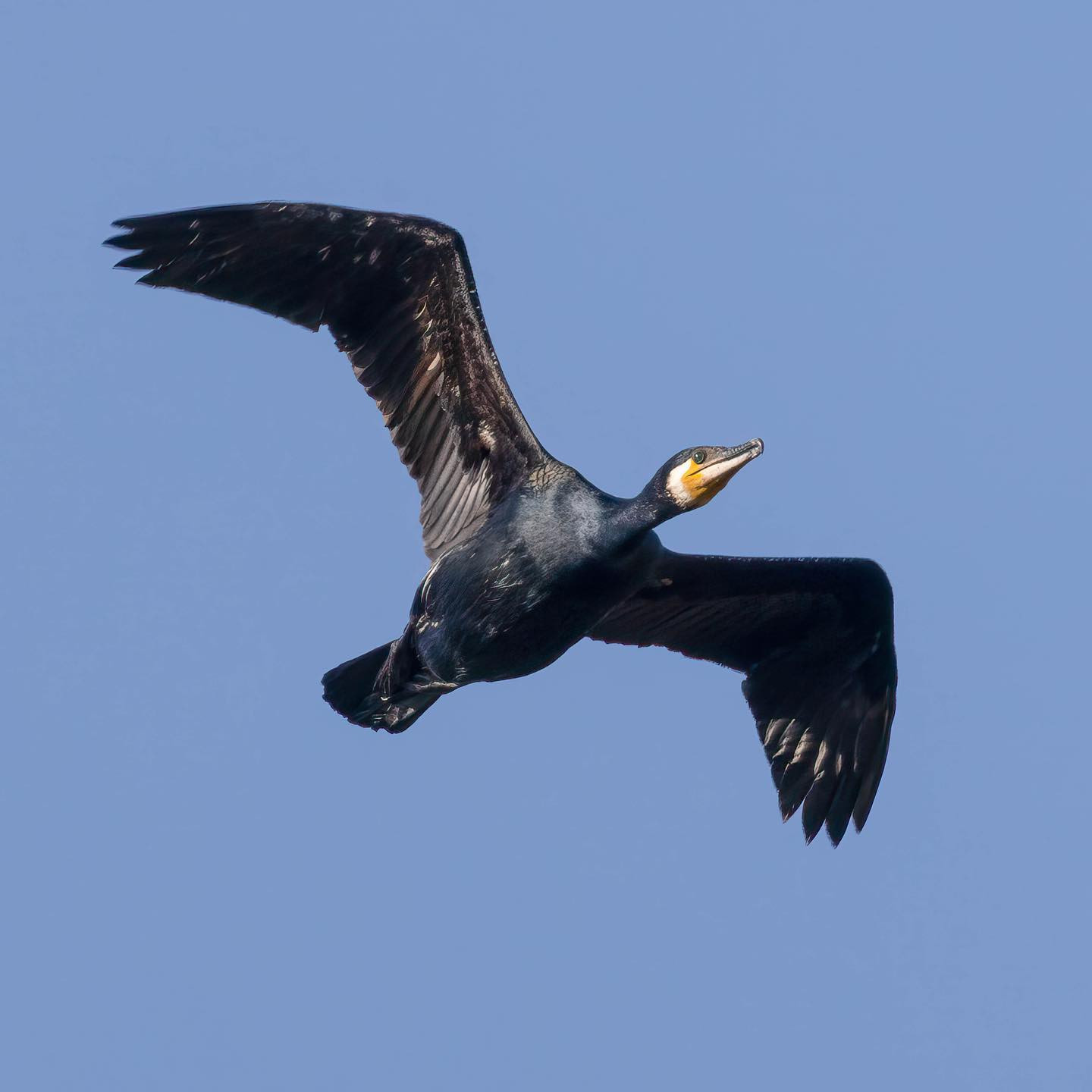 Great #cormorant (skarv) #canoneosr6 #eosr6 #canon600mmf11 #skarv #cormorantsofinstagram #birdsofinstagram #birdphotography