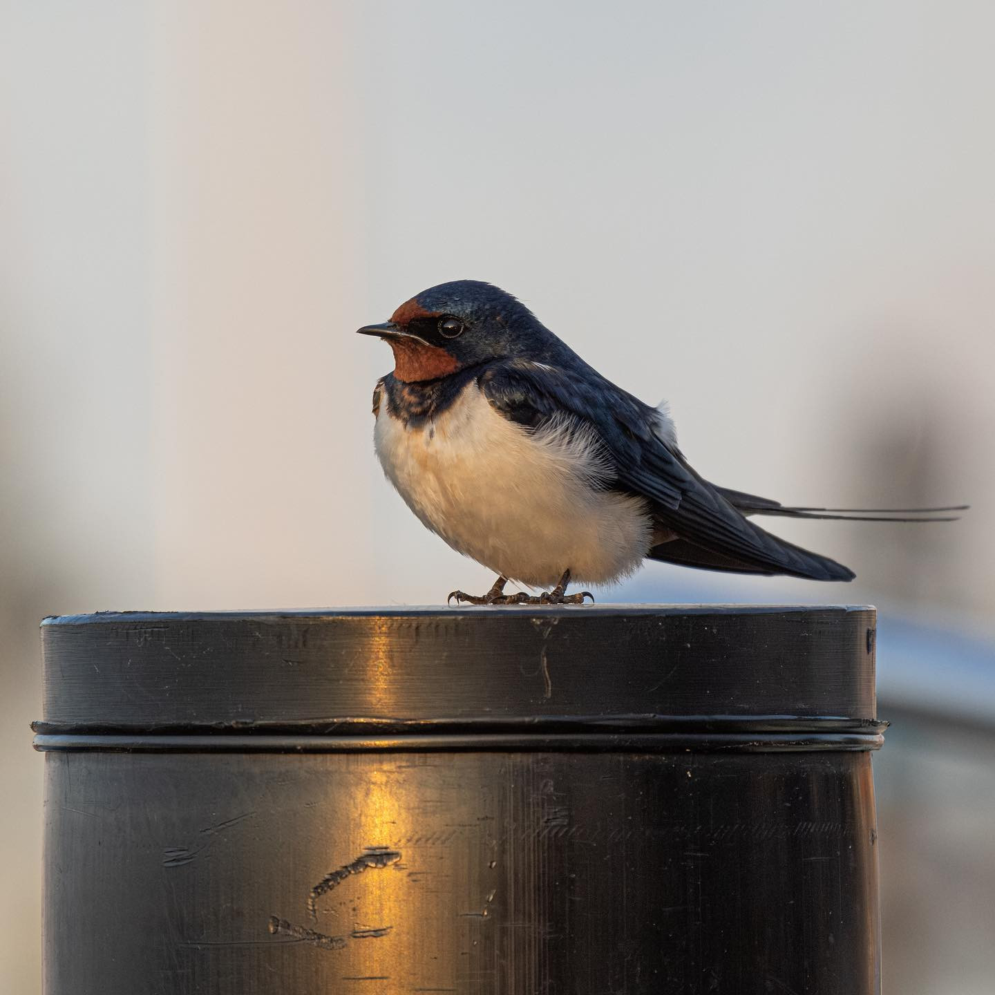 #swallowsofinstagram #birdsofinstagram #canoneosr6 #eosr6 #canon600mmf11 #birdphotography