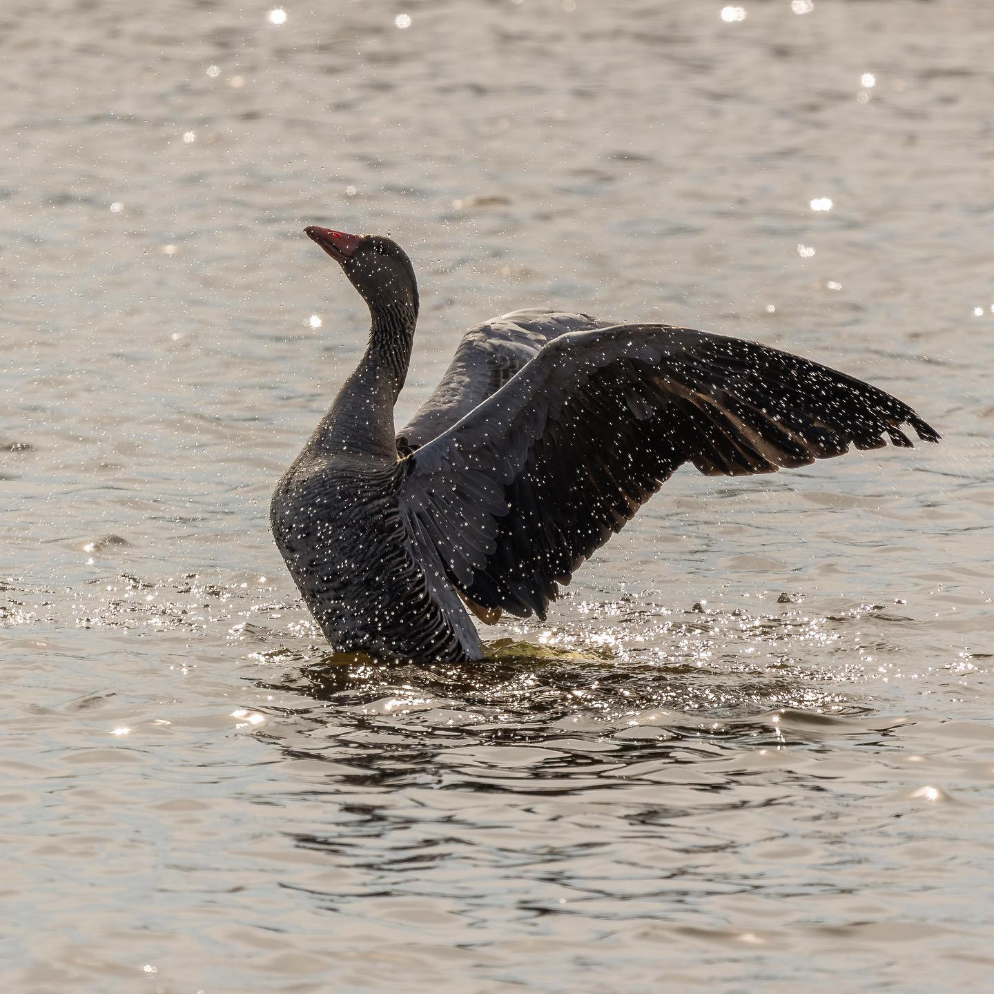 #geeseofinstagram #birdsofinstagram #canoneosr6 #eosr6 #canon600mmf11