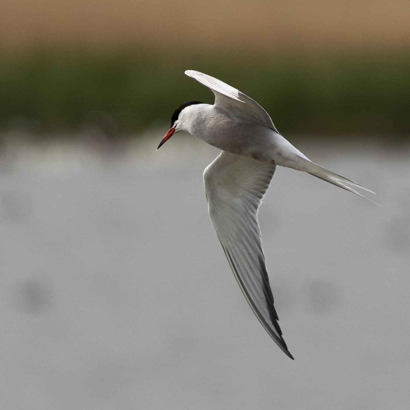 Common tern (Fjordterne). #ternsofinstagram #birdsofinstagram #canoneosr6 #eosr6 #canon600mmf11
