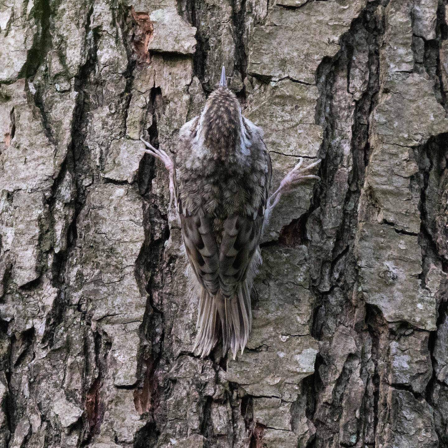 Look carefully: Treecreeper (Træløber). #treecreepersofinstagram #canoneosr6 #eosr6 #canon600mmf11