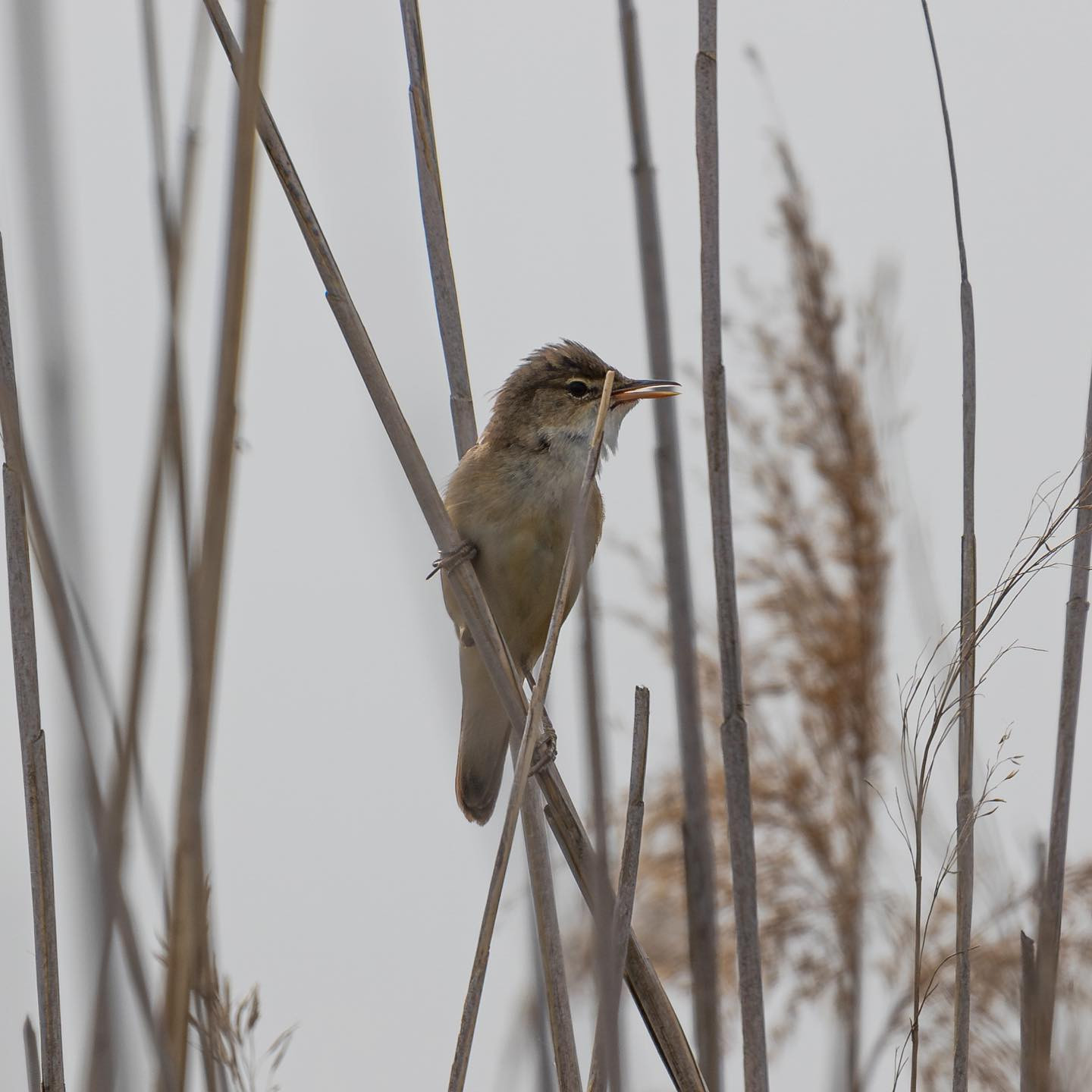Common reed warbler (Rørsanger). #reedwarblersofinstagram #birdsofinstagram #canoneosr6 #eosr6 #canon600mmf11
