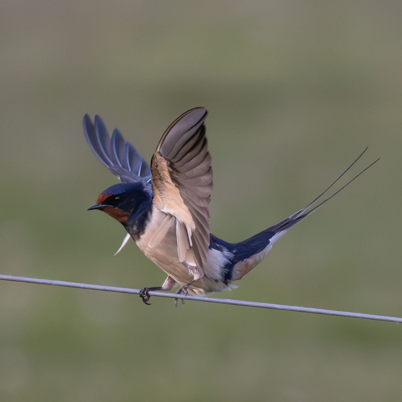 Barn Swallow (Landsvale) #swallowsofinstagram #birdsofinstagram #canoneoesr6 #eosr6 #canon600mmf11 #birdphotography