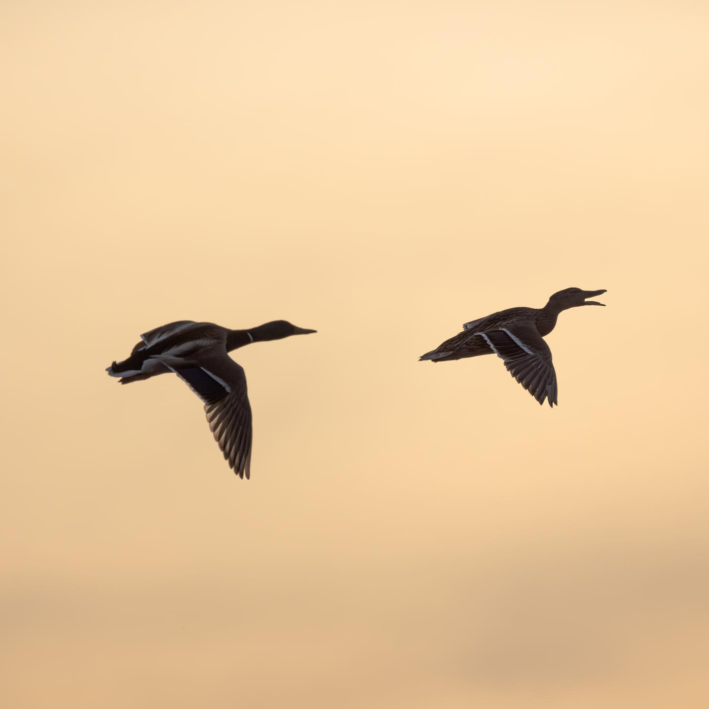 Quack. #ducksofinstagram #birdsofinstagram #canoneosr6 #eosr6 #canon600mmf11