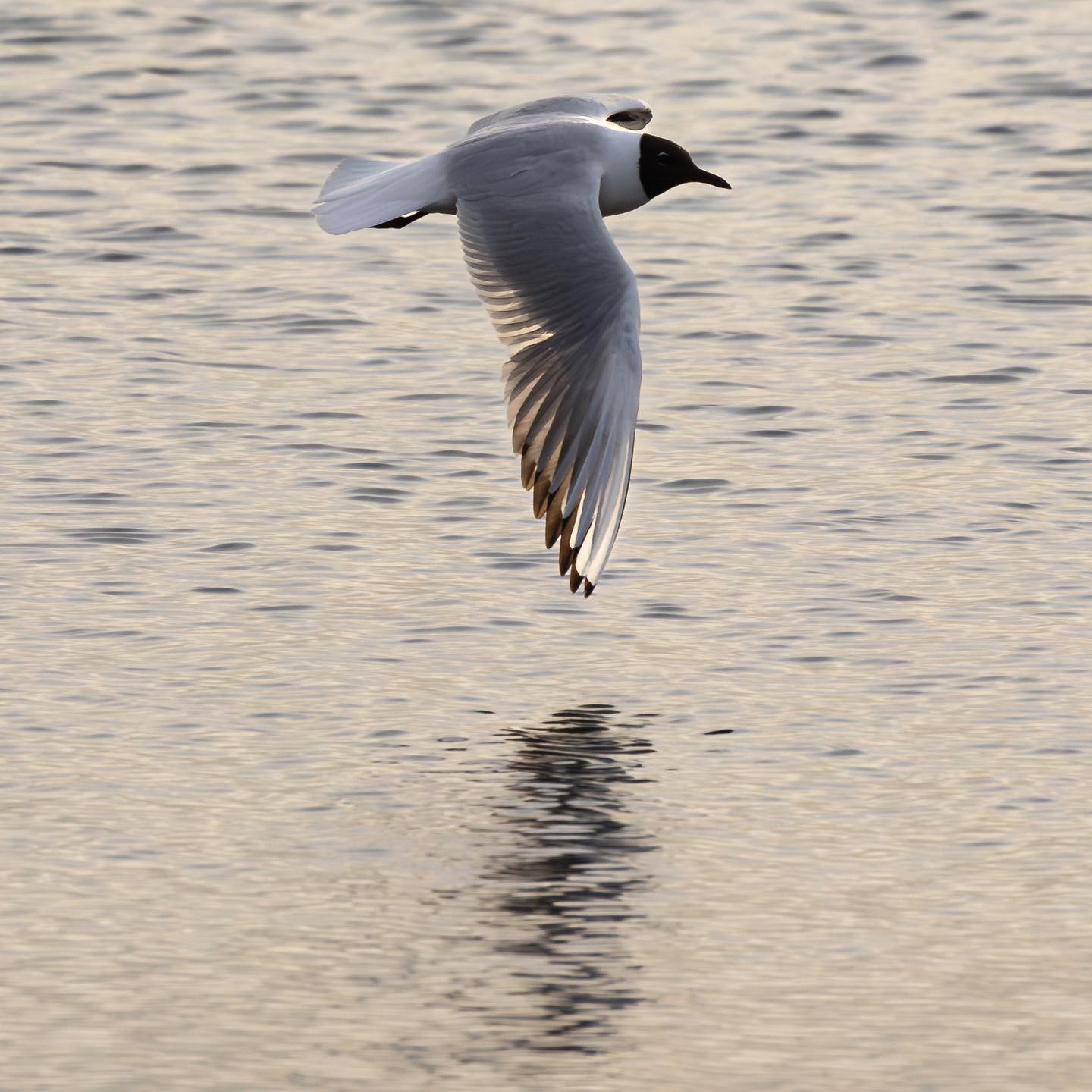 Blackheaded gull (hættemåge) #gullsofinstagram #birdsofinstagram #canoneosr6 #eosr6 #canon600mmf11