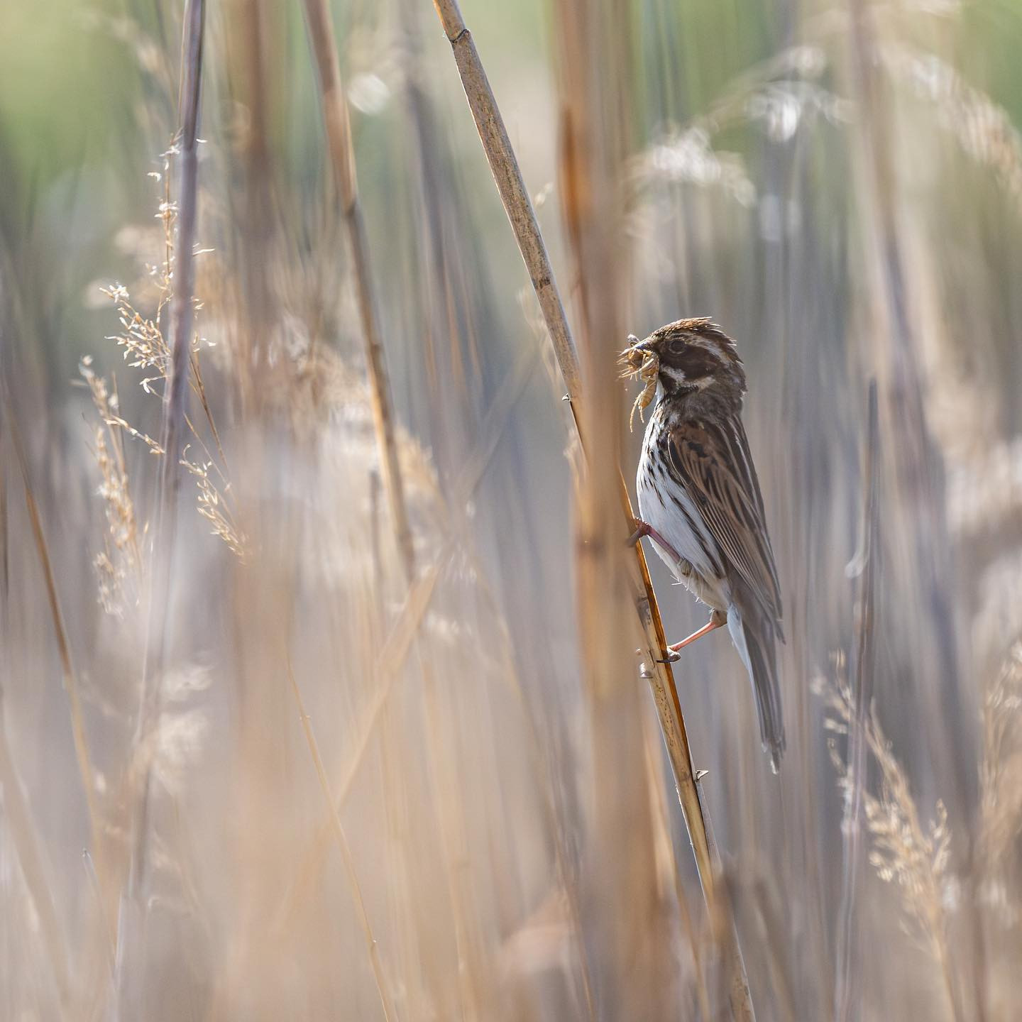 Female common reed bunting (Rørspurv, hun). #canoneosr6markii #eosr6markii #canon600mmf11 #birdsofinstagram #birdphotography