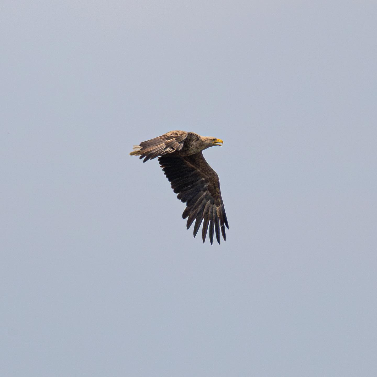 Sea eagle (Havørn) #seaeaglesofinstagram #birdsofinstagram #canoneosr6 #eosr6 #canon600mmf11
