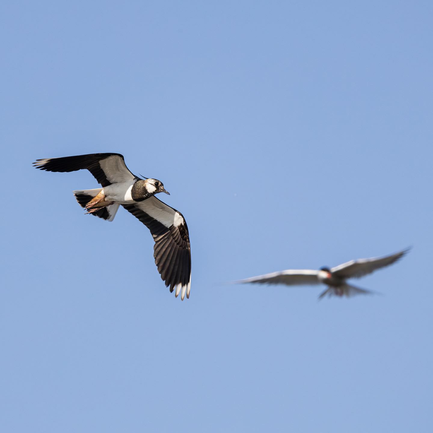 Northern lapwing - common tern in-bound. #lapwingsofinstagram #ternsofinstagram #birdsofinstagram #canoneosr6markii #eosr6markii #canon600mmf11
