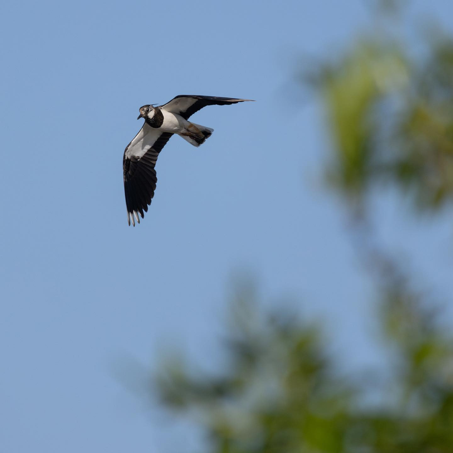 Northern lapwing (Vibe). #lapwingsofinstagram #birdsofinstagram #canoneosr6markii #eosr6markii #canon600mmf11
