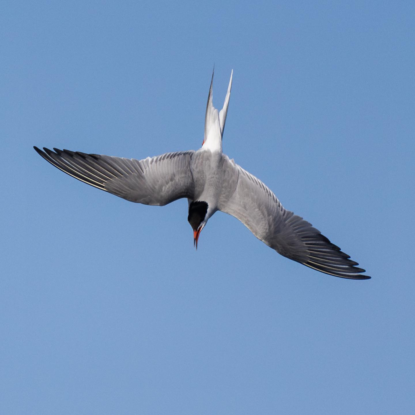 Tern going full Stuka.#ternsofinstagram #birdsofinstagram #canoneosr6markii #eosr6markii #canon600mmf11 

Btw this and the other recent tern/lapwing photos were shot at 1/2500, F/11, ISO 800 to 1,000