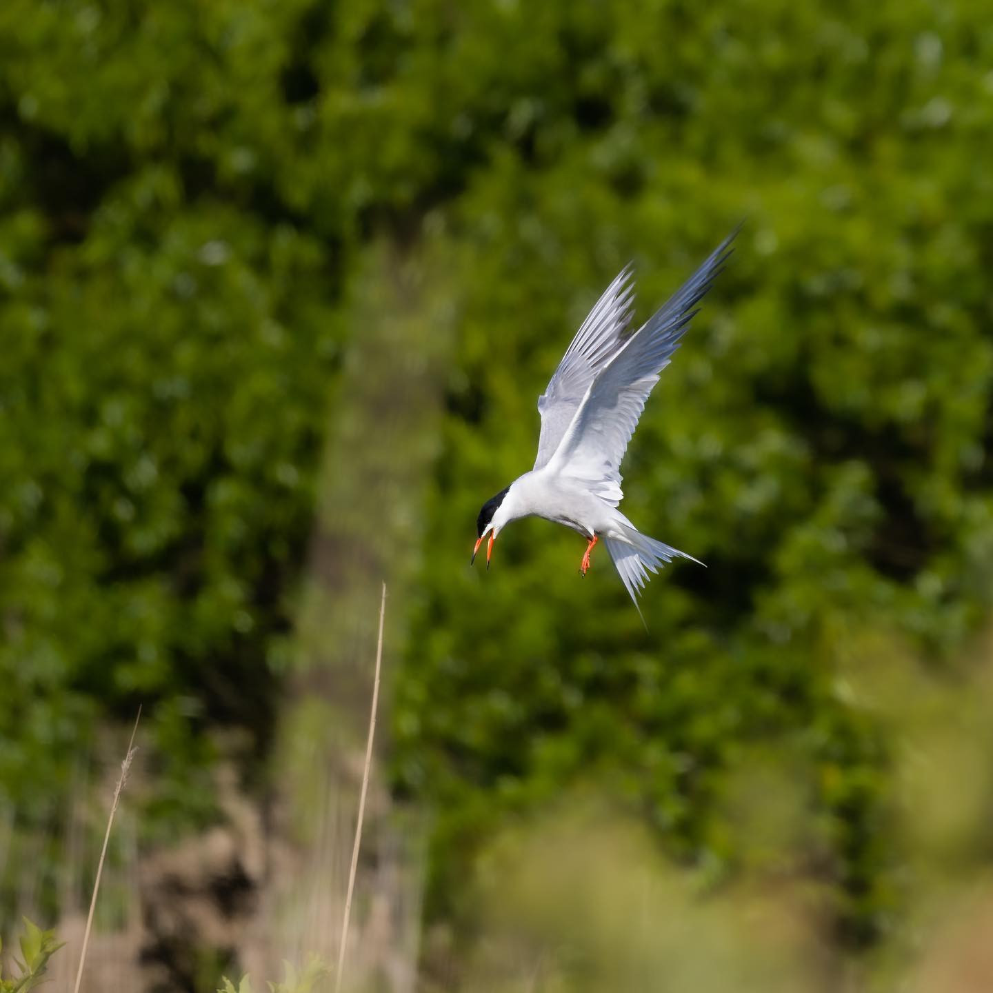Well, there were a lot of terns about yesterday. #ternsofinstagram #tern #birdsofinstagram #canoneosr6markii #eosr6markii #canon600mf11