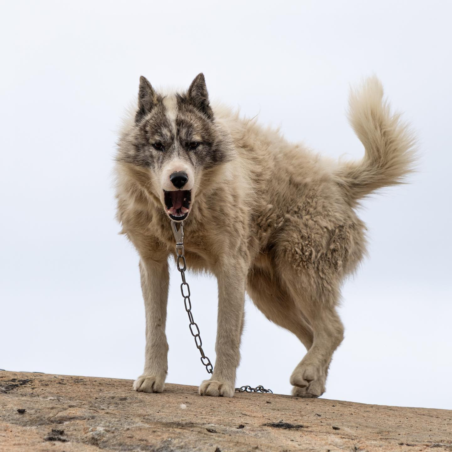 #greenlanddog #greenland #canoneosr6markii #eosr6markii #canon70300mm @worldofgreenland