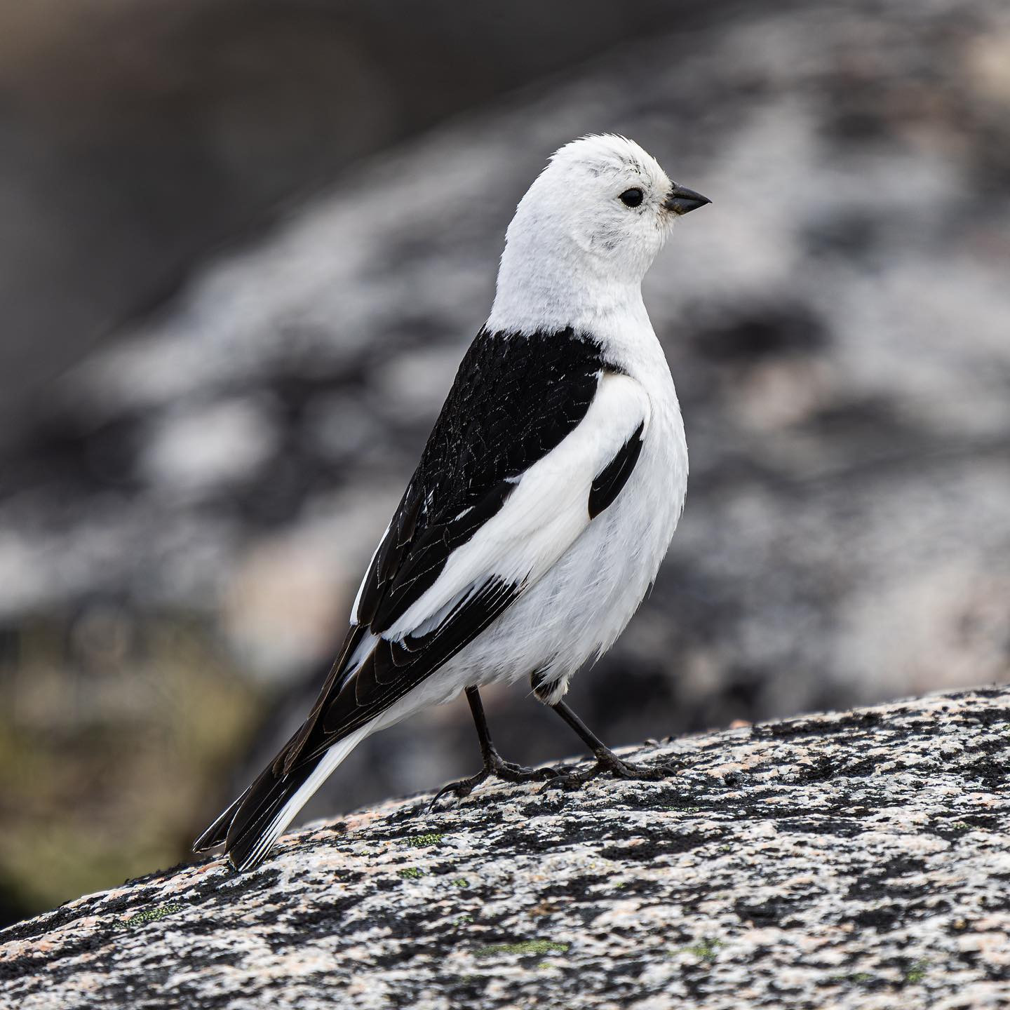 Snow bunting (Snespurv) #snowbunting #canoneosr6markii #eosr6markii #canon600mmf11 #greenland #birdsofinstagram @worldofgreenland