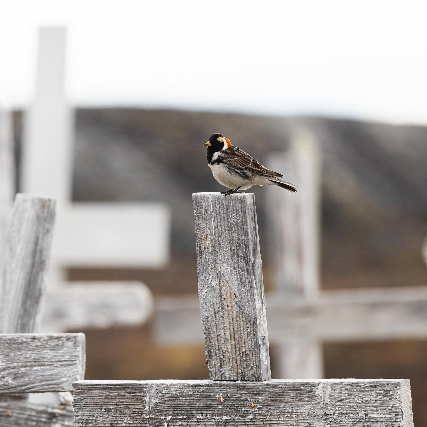 Lapland Longspur (Lapværling) on a cross at the Ilimanaq cemetery. #laplandlongspur #birdsofinstagram #greenland #ilimanaq #canoneosr6markii #eosr6markii #canon600mmf11 @worldofgreenland