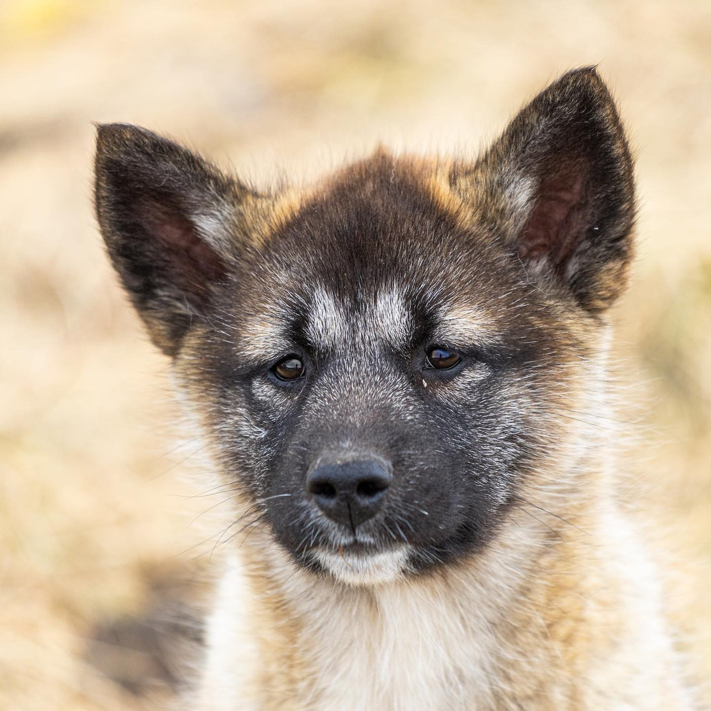 #greenlanddog #puppy #greenland #canoneosr6markii #eosr6markii #canon70300mm @worldofgreenland

This one goes out to @leathomsen :)