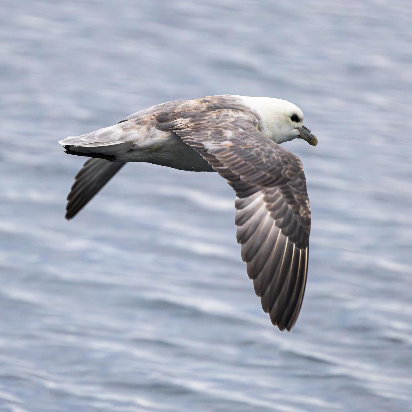 Northern Fulmar (Mallemuk) #northernfulmar #greenland #birdsofinstagram #ilulissat #icefjord #canoneosr6markii #eosr6markii #canon600mmf11 @worldofgreenland