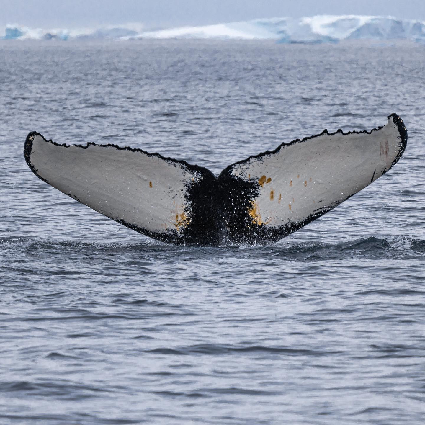 #humpbackwhale #whale #greenland #canoneosr6markii #eosr6markii #canon600mmf11 @worldofgreenland