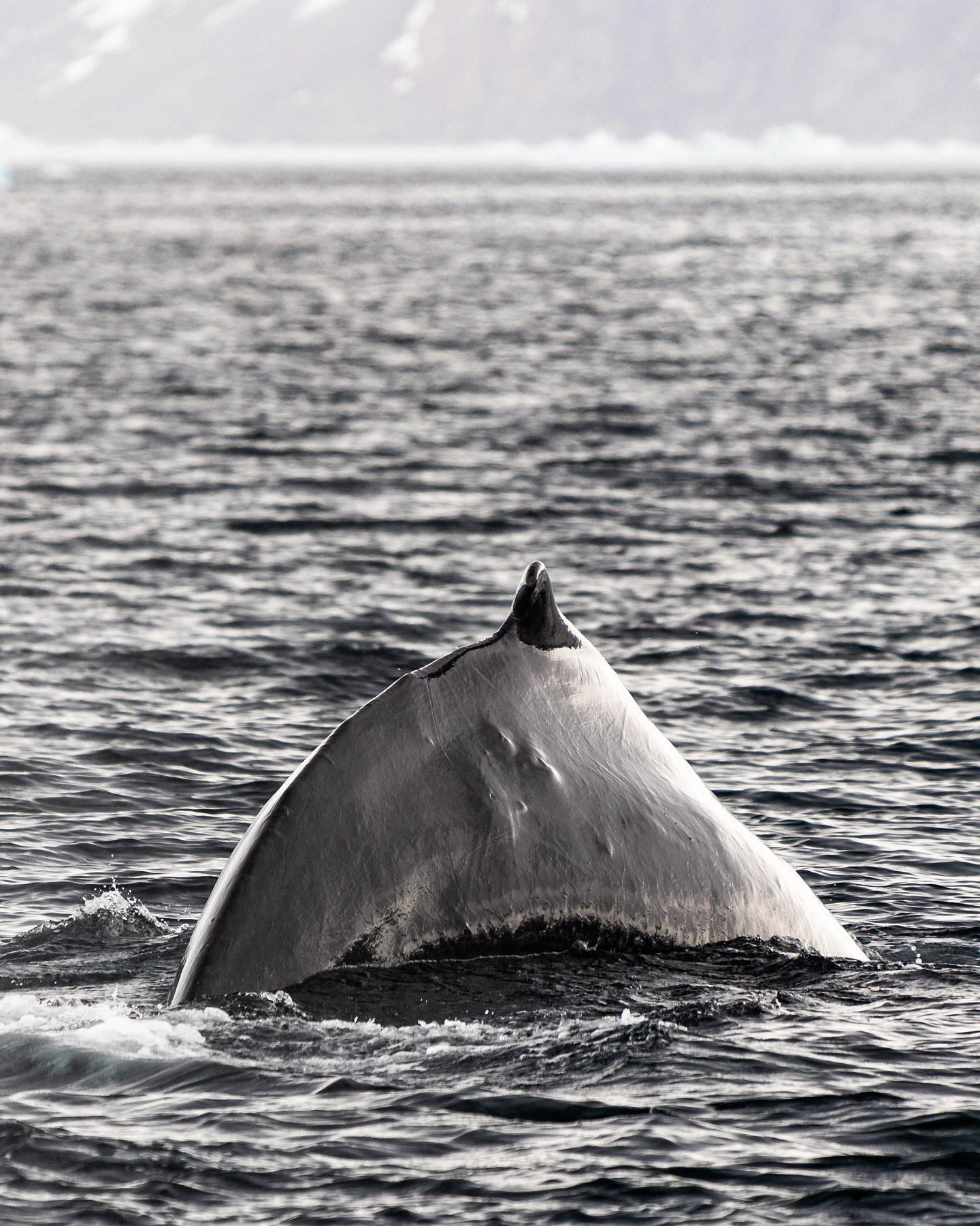 #humpbackwhale back… #canoneosr6markii #eosr6markii #canon70300mm @worldofgreenland