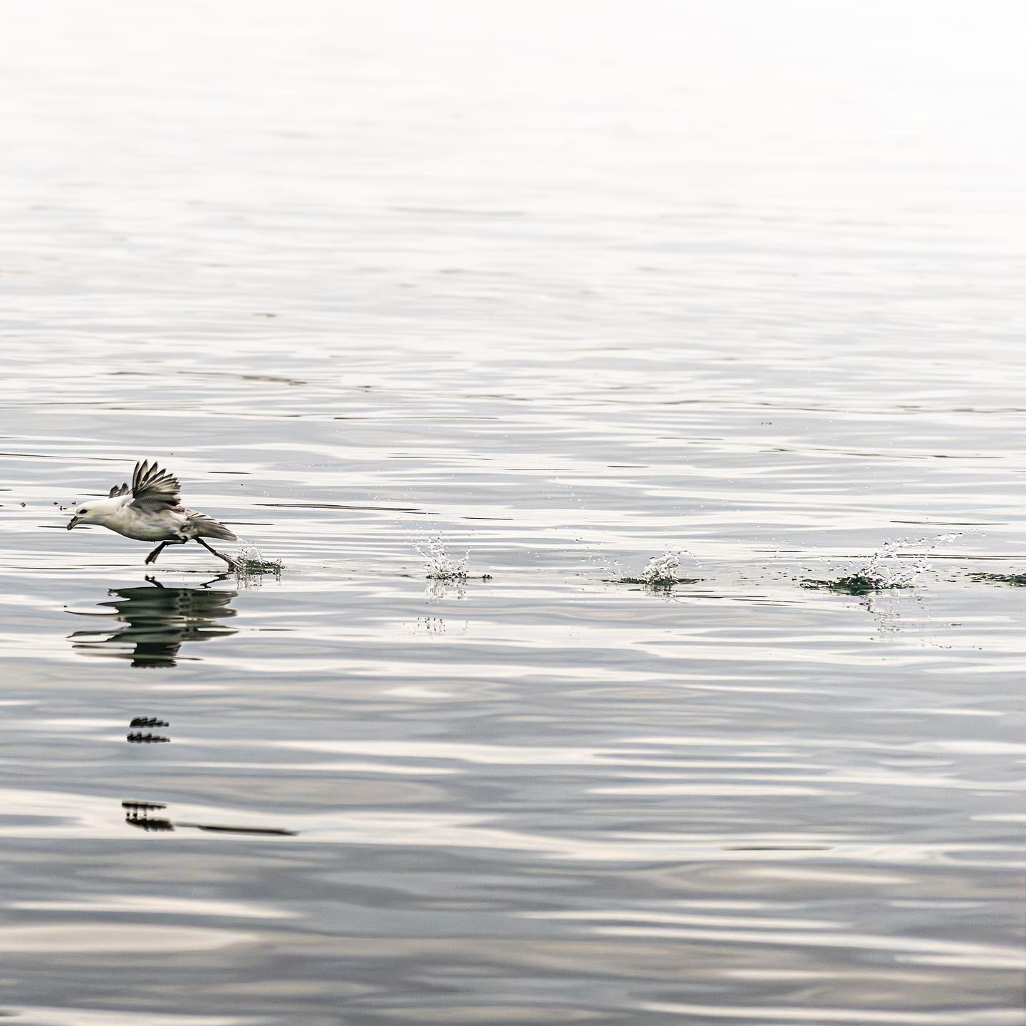 #northernfulmar taking off. #greenland #birdsofinstagram #canoneosr6markii #eosr6markii #canon70300mm #birdphotography