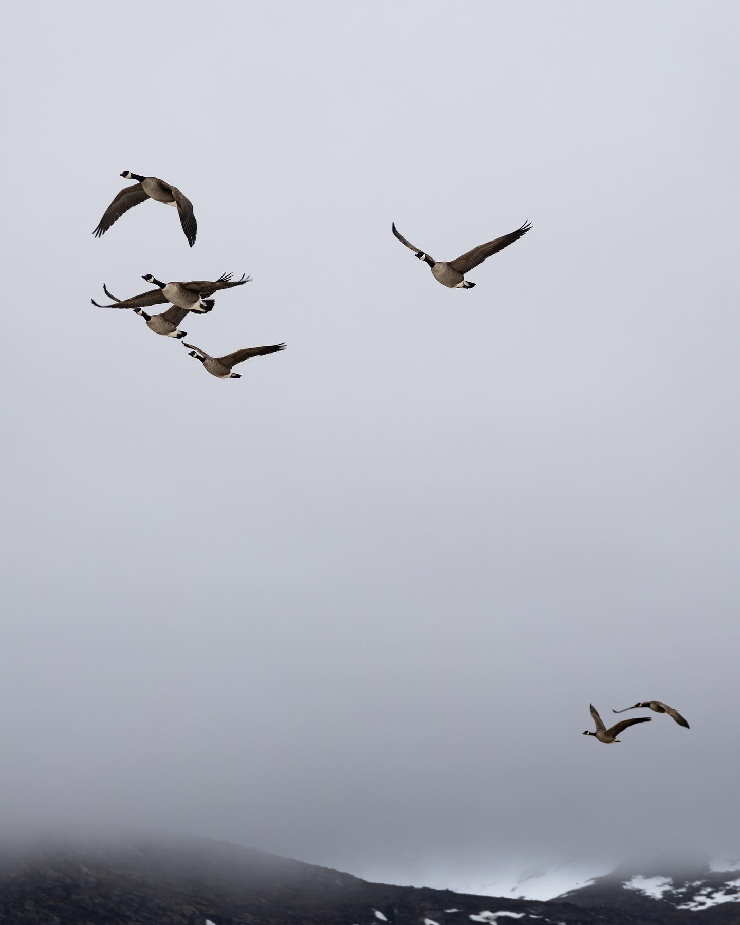 #canadageese in flight #canoneosr6markii #eosr6markii #sigma24105art #geeseofinstagram #canadageeseofinstagram #birdsofinstagram #greenland #birdphotography