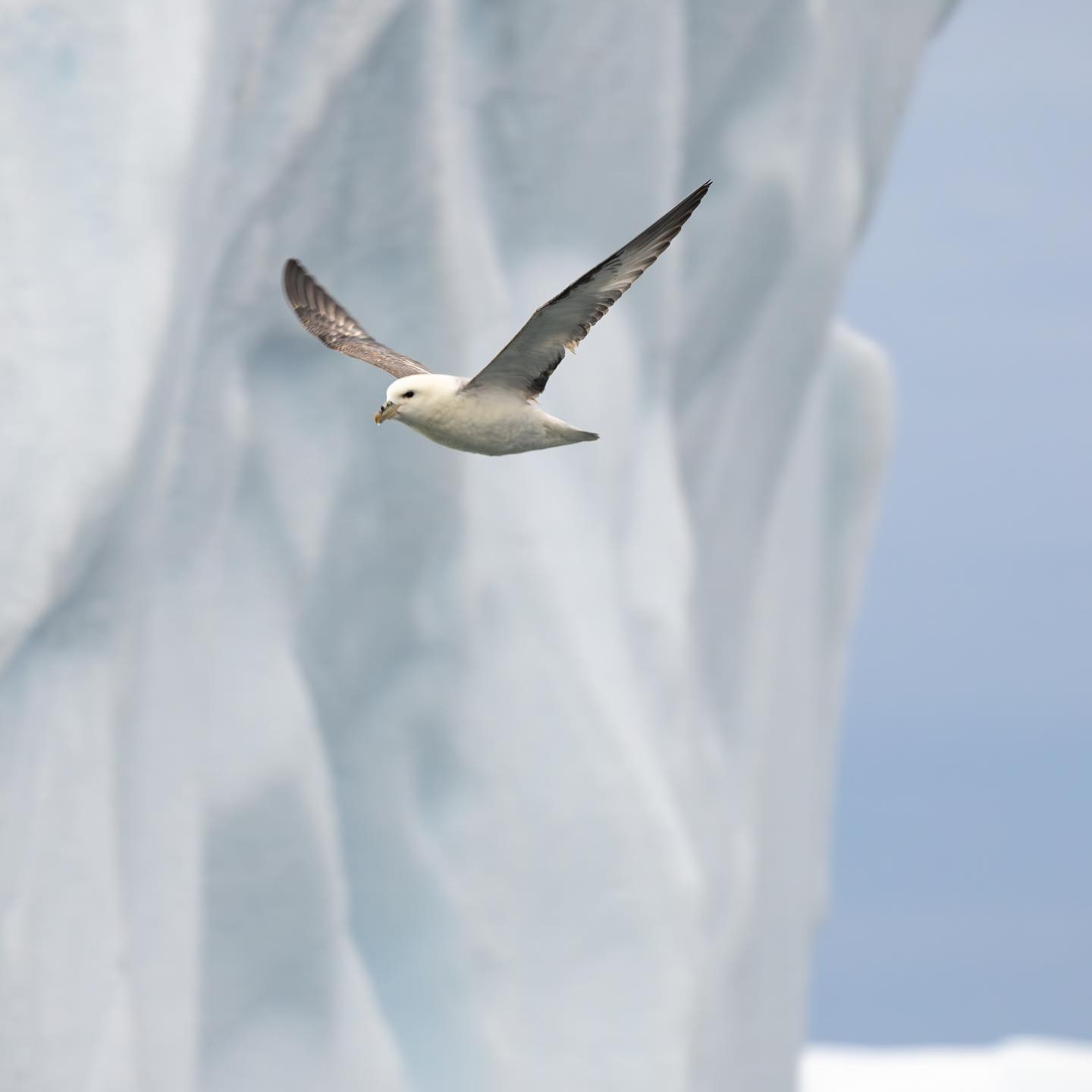 Northern Fulmar (Mallemuk) #northernfulmar #greenland #canoneosr6markii #eosr6markii #canon600mf11 #birdphotography